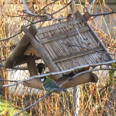 Dwie sikory bogatki przy karmniku
