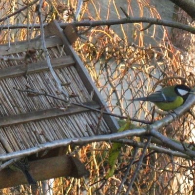 Sikora bogatka na czuwaniu