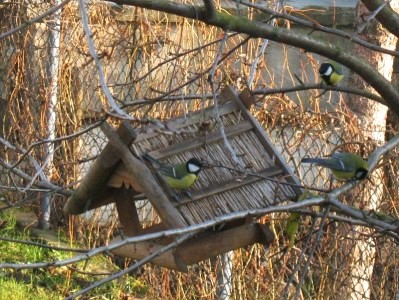 Trzy sikory przy karmniku