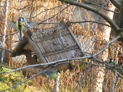 Cztery sikory bogatki przy karmniku