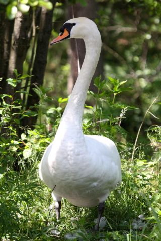Łabędź niemy z Drzewicza