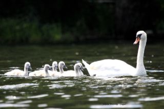 Łabędzie z Drzewicza płyną po jeziorze