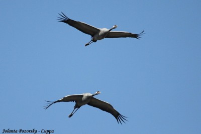 Dwa Żurawie w locie.