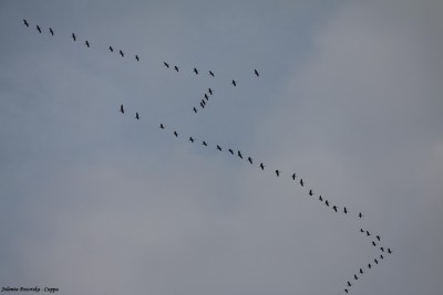 Klucz żurawi na niebie