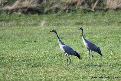 Żurawie szukające pożywienia