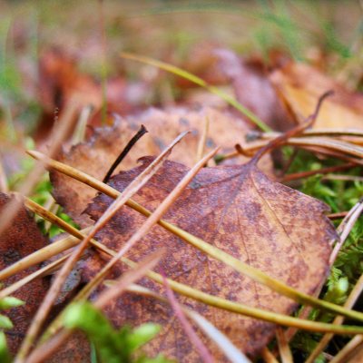 Opadłe liście brzozy i igły sosny na mech