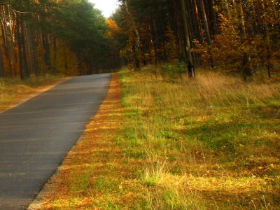 Asfaltowa droga i jesienne liście.