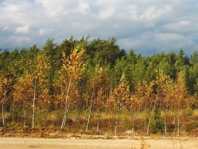 Piaskowa droga i jesienne liście