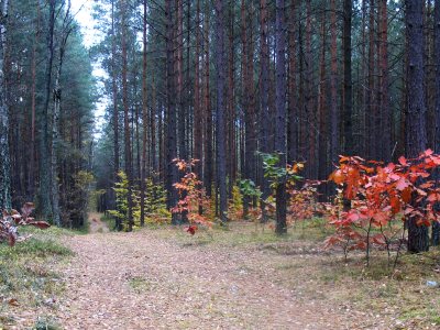 Leśna droga i jesienne liście