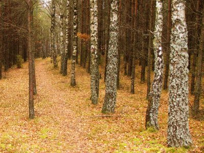 ścieżka w lesie i jesienne liście