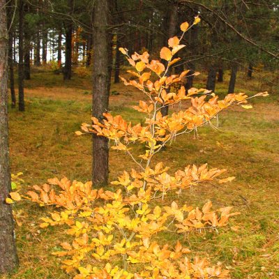 Podrost z żółtymi liśćmi