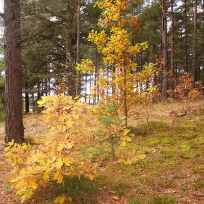 Więcek drzewek żółtych