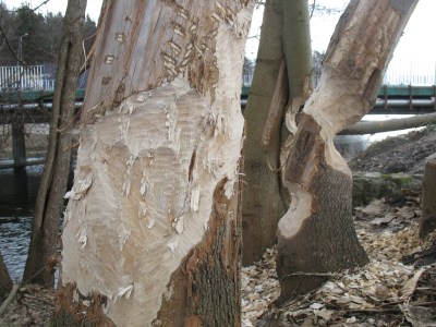 Rzeka w Swornychgaciach