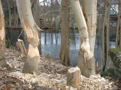 Rzeka w Swornychgaciach