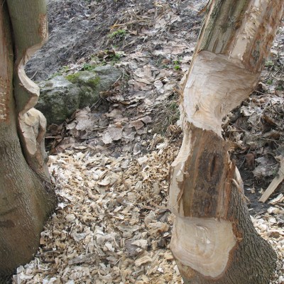 Rzeka w Swornychgaciach