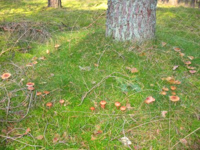 Grzyby na regularnym kole wokół drzewa