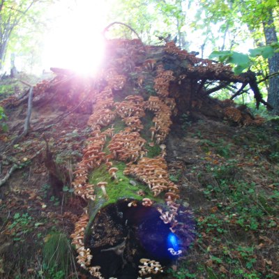 Oślepiający blask grzybów na pniu