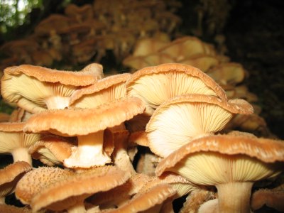Wiele grzybów gęsto