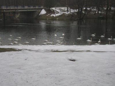 Łabedzie na Kaszubach 