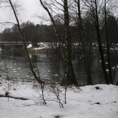 Łabedzie na Kaszubach 