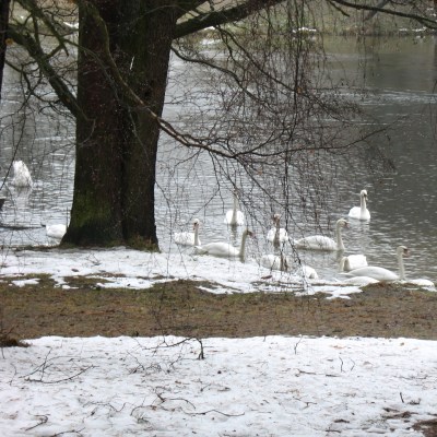 Łabedzie na Kaszubach 