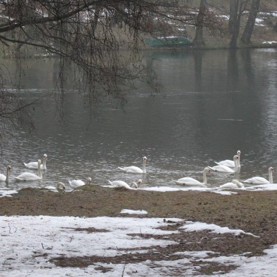 Łabedzie na Kaszubach 