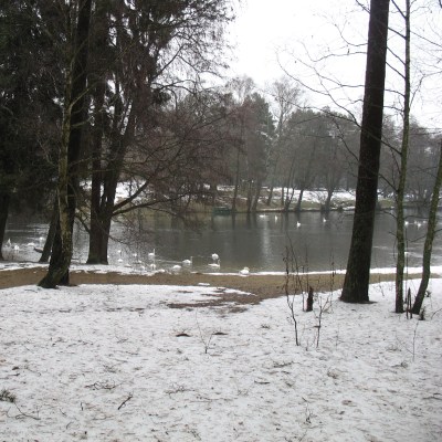 Łabedzie na Kaszubach 