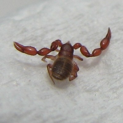 mały owad z silnymi przednima odnużami