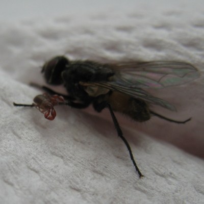 Owad podobny do kleszcza przyczepiony do muchy