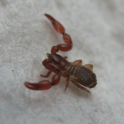 Widok na dziwnego owada z boku